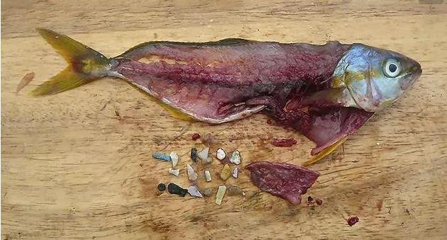 震驚！首次確認(rèn)：人體已被微塑料污染！